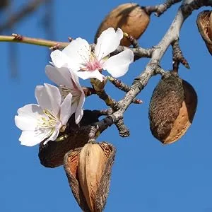 Sunfood RAW Organic Heirloom Almonds 8 oz (227 g) - Almonds Blossoms