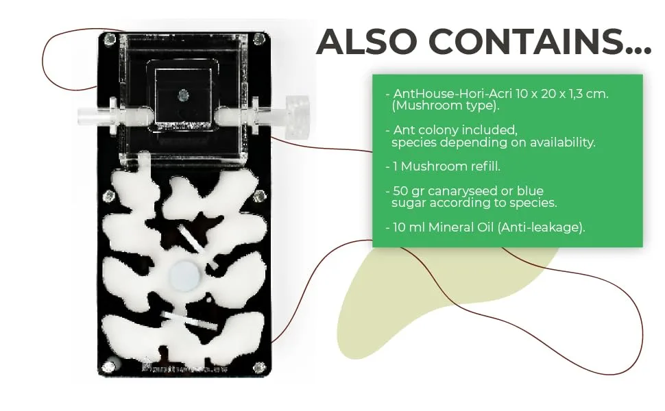 AntHouse - Acrylic Ant Hill | Educational Kit 10 x 20 x 1'3 cm | Mushroom Ant Farm | Black - ANTHOUSE