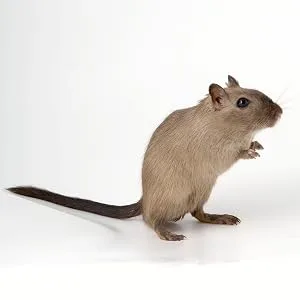 Supreme Gerri Gerbil Food 850gm - Gerbil