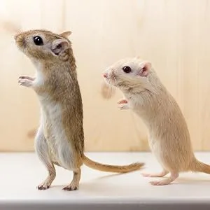 Supreme Gerri Gerbil Food 850gm - Gerbils