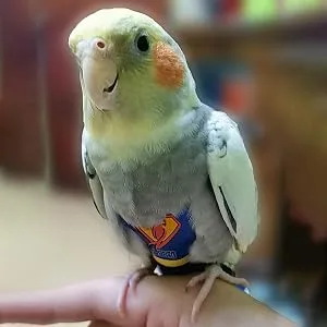 Tytlyworth Parrot Diaper Protective Bird Harness Flight Suit - Waterproof Washable Protective Liner For Parakeet Pet Birds Parrot Cockatoos - Excellent Material