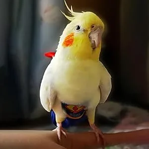 Tytlyworth Parrot Diaper Protective Bird Harness Flight Suit - Waterproof Washable Protective Liner For Parakeet Pet Birds Parrot Cockatoos - Moisture-Free Comfort