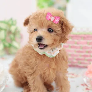 Pssopp 15Pcs Pet Multicolor Hair Bowknot Bows Gradient Color Cute Dog Hair Decoration Grooming Accessories for Cat Medium Small Dog - product information 5