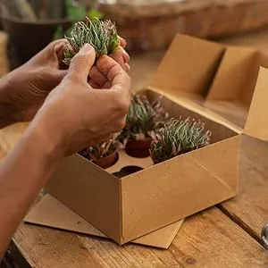 Cyperus Zumula - Cat Grass | Potted Cat Friendly Digestive Support | 20-30cm - GD£