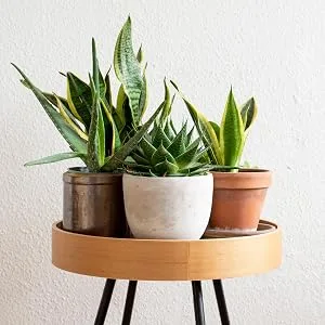 Cyperus Zumula - Cat Grass | Potted Cat Friendly Digestive Support | 20-30cm - GD 55