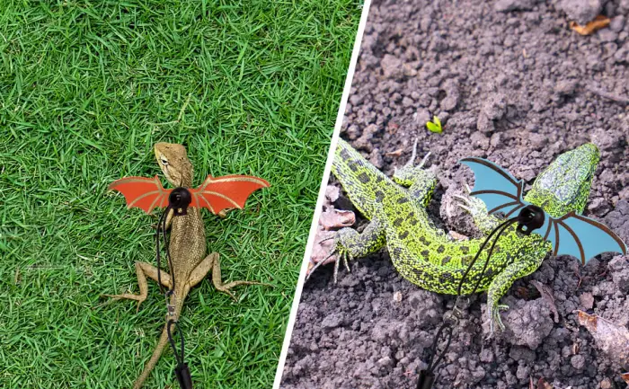 Betinyar Bearded Dragon Carrier Sling Adjustable Bearded Dragon Leash with Wings Pet Carrier Backpack Blue - bearded dragon sling carrier