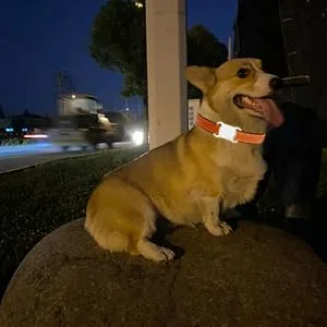 Pet GPS Tracker | Waterproof GPS Dog Tracker - Mini Wireless Waterproof GPS Dog Tracker No Monthly Fee App Locator Works with Any Collar - Pet Tracker