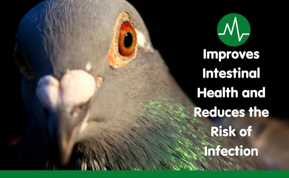 Aviform ULTIMATE Max NEW FORMULA Complete Supplement for Racing Pigeons 2500ml - multi supplement for birds, bird supplement, vitamin supplement for pigeons,racing pigeon supplement