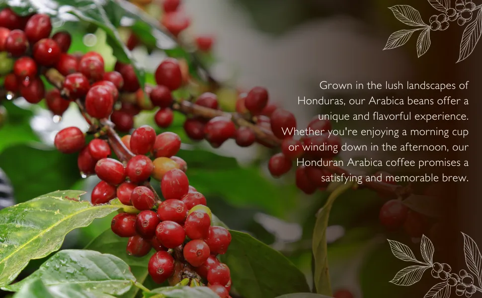Maravi Speciality Coffee - Playa Honduras Arabica Coffee - Percolator Grind Coffee - Medium Roast - Citrus & Hazelnut Notes - 400g Percolator Grind 400 g (Pack of 1) - Arabica beans