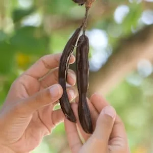 Teeccino Prebiotic Herbal Coffee Macadamia Nut Medium Roast Caffeine Free 10 oz (284 g) - Lightly roasted carob pods bring a slightly sweet, chocolatey flavor to Teeccino Herbal Coffees.