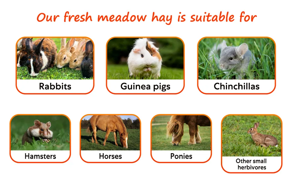 Shorefields Small Compact Meadow Hay Bagged 10kg - Suitable for