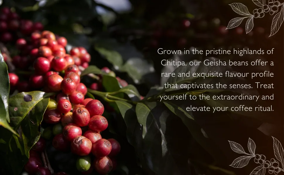 Maravi Speciality Coffee - Malawi Chitipa Geisha Coffee - Drip Grind Coffee - Medium Roast - Caramel Rose & Chocolate Notes - 1 kg Drip Grind 1 kg (Pack of 1) - Chitipa Beans