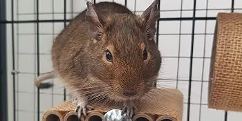 Totally Degu Corn Treats - Look at his face
