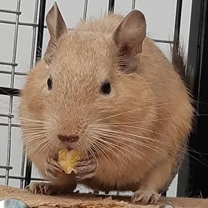 Totally Degu Corn Treats - Totally Degu Corn Treats - Alan eating corn