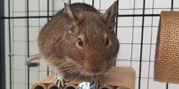 Totally Degu Pea Treats - Look at his face