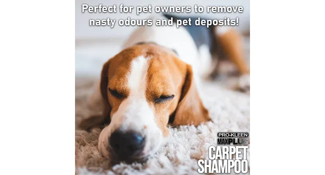 Pro-Kleen MAXPLUS Carpet Shampoo & Upholstery Cleaner Premium Formula to Remove Dirt & Stains Removes Pet Odours Suitable for all Machines (Citrus & Cedar 2 x 5 Litres) - Pro-Kleen MAXPLUS Carpet Shampoo