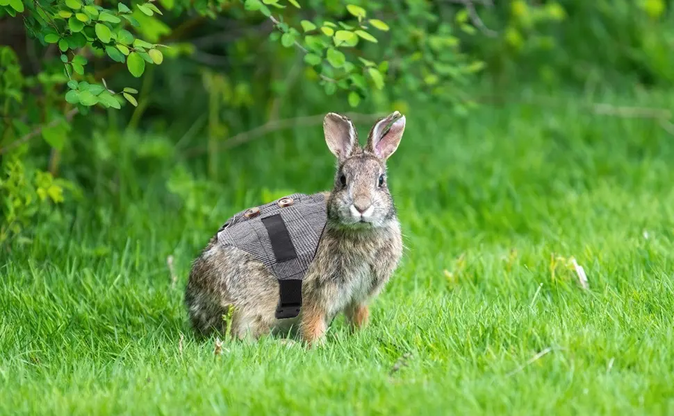 Rabbit Harness Leash Cute Bunny Vest Harness and Leash Set With Button Decor Pets Adjustable Formal Suit Style Plaid Stripe Harness Grey(S) - Imbracatura per coniglio