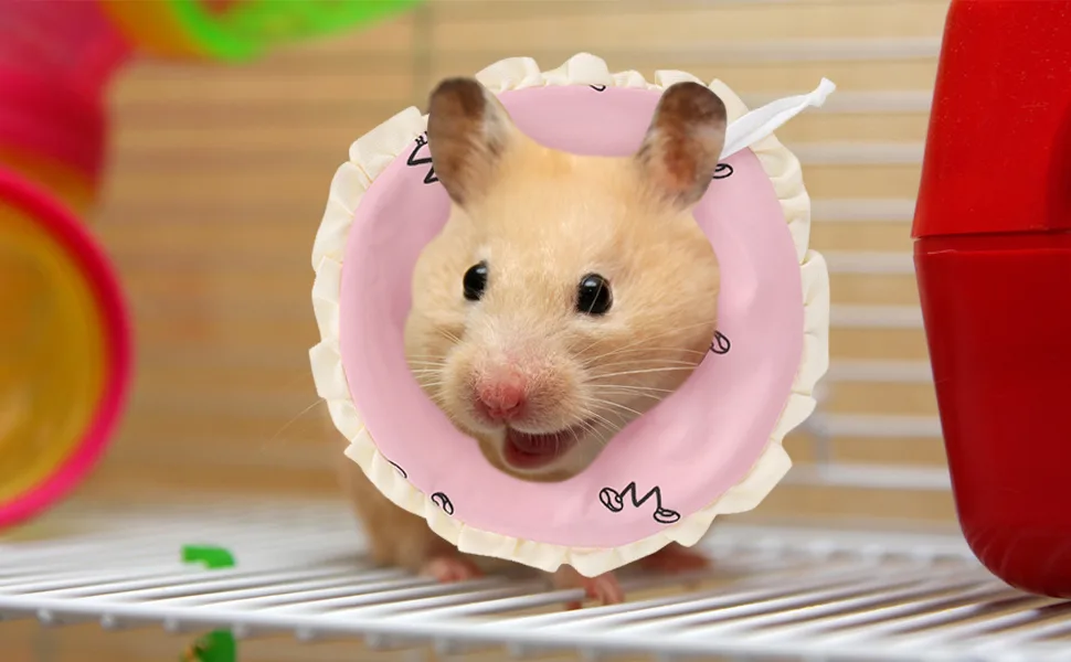 Small Pet Elizabeth Collar Protective Circle Nursing Ring Lightweight Elizabethan Collar for Guinea Pigs and Rabbits Pink - Small Pet Elizabeth Collar