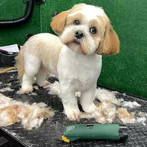 Cordless MD Roamer Cob Kit Horse Clipper/Trimmer with 10F and 7 Skip Blades - for Feathers and Hogging Manes - MDR in use