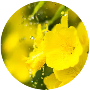 Trilogy Cream Cleanser 3.3 fl oz (100 ml) - Evening Primrose