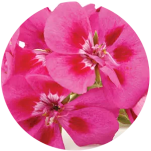 Trilogy Hydrating Mist Toner 3.3 fl oz (100 ml) - Geranium