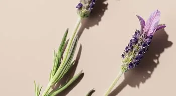Trilogy Hydrating Mist Toner 3.3 fl oz (100 ml) - Lavender