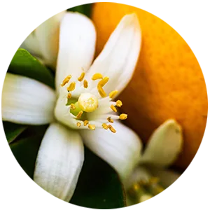 Trilogy Vital Moisturising Cream 2.0 fl oz (60 ml) - Orange Flower