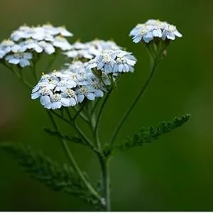 Vitanica Slow Flow Menstrual Flow Support 60 Vegetarian Capsules - yarrow