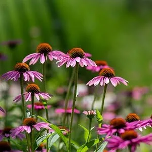 Nutricost Echinacea 800 mg - 240 Capsules - Nutricost Echinacea 800mg per serving 240 capsules