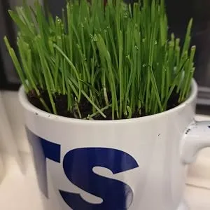 Cat Grass Refill Kit Twin Pack By Cat FurNature - Grass in a big mug