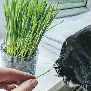 Cat Grass Refill Kit Twin Pack By Cat FurNature - handfed cat grass
