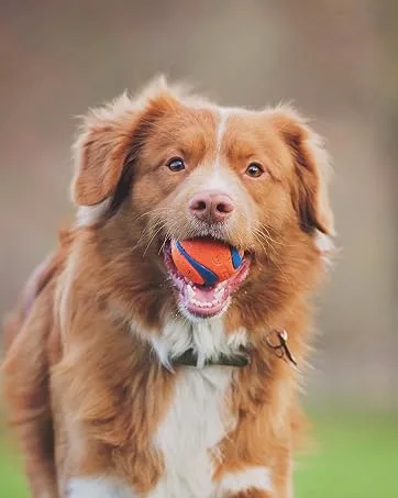ChuckIt! Fetch Rubber Dog Ball Medley Strato Erratic Ultra Squeaker Balls for Dogs Durable High Bounce Launcher Compatible Dog Toy Gen 2 - 3 Pack Medium Multi Medium - blue chuckit! fetch stick with two orange balls