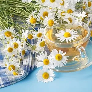 Elysium Spa Chamomile & Jasmine Bath Bombs Chamomile & Jasmine 16.67 g (Pack of 3) - jasmine