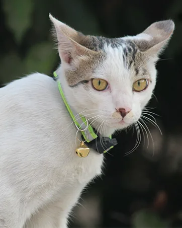 GingerUPer Cat Collars Quick Release Reflective Cat Collars with Bells and Safety Release Adjustable 8-12" to Fit All Domestic Cats(12 Pack) - cat collar
