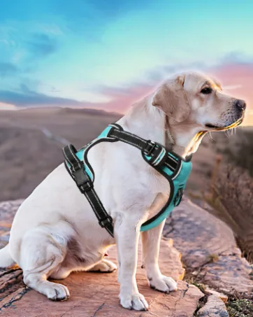 HEELE Dog Harness No Pull Dog Harness Small Release on Neck Front Back Clips Dog Vest Harness Reflective Adjustable Padded Easy Control Handle for Outdoor Walking Training Green S S (Pack of 1) Solid Green - dog harness