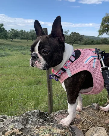 HEELE Dog Harness No Pull Dog Harness Small Release on Neck Front Back Clips Dog Vest Harness Reflective Adjustable Padded Easy Control Handle for Outdoor Walking Training Green S S (Pack of 1) Solid Green - puppy harness