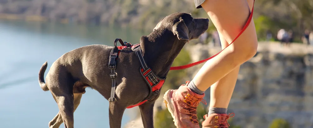 Joytale No Pull Dog Harness Reflective Pet Vest with Front Clip Adjustable Soft Breathable Harnesses with Easy Control Handle for Medium Dogs Training and Walking Red M M (Pack of 1) Red - dog harness