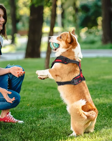 Joytale No Pull Dog Harness Reflective Pet Vest with Front Clip Adjustable Soft Breathable Harnesses with Easy Control Handle for Medium Dogs Training and Walking Red M M (Pack of 1) Red - no pull dog harness