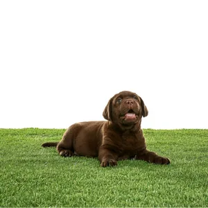 Liquipak Artificial Grass Cleaner 5L - Pet Friendly Concentrated AstroTurf Cleaner Eliminates Odours - Liquipak Artificial Grass Cleaner