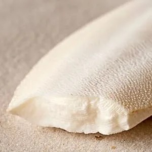 * Special* 100g Premium Quality Small Cuttlefish Bone Suitable for Cage Birds Reptiles etc. Cuttlefish 100 g (Pack of 1) - cuttle bone
