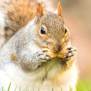 *Special* Peanuts in Shells 200g Premium Safe Wild Bird Food Monkey Nuts Afflotoxin Free Peanut 200 g (Pack of 1) - squirrel nut