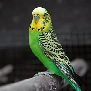 Millet Sprays x 10 Premium Cage Bird Food Seed Natural 10 count (Pack of 1) - Budgie