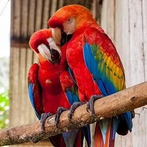 Millet Sprays x 10 Premium Cage Bird Food Seed Natural 10 count (Pack of 1) - parrots
