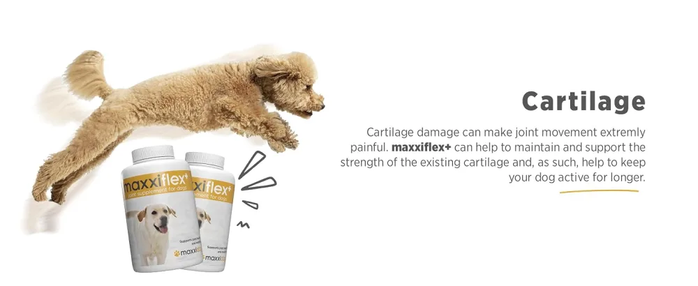 maxxipaws maxxiflex+ hip and joint supplement for dogs - 120 tablets 120 count (Pack of 1) - MAXXIFLEX+