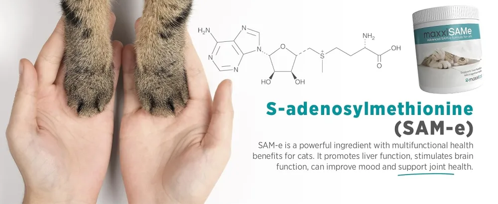 maxxipaws maxxiSAMe Advanced SAM-e Liver and Cognitive Supplement for Cats Given with Food Powder 90 g 90 count (Pack of 1) - MAXXIPAWS