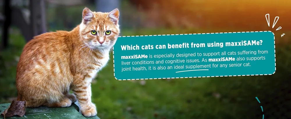 maxxipaws maxxiSAMe Advanced SAM-e Liver and Cognitive Supplement for Cats Given with Food Powder 90 g 90 count (Pack of 1) - MAXXIPAWS