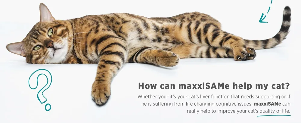 maxxipaws maxxiSAMe Advanced SAM-e Liver and Cognitive Supplement for Cats Given with Food Powder 90 g 90 count (Pack of 1) - MAXXIPAWS