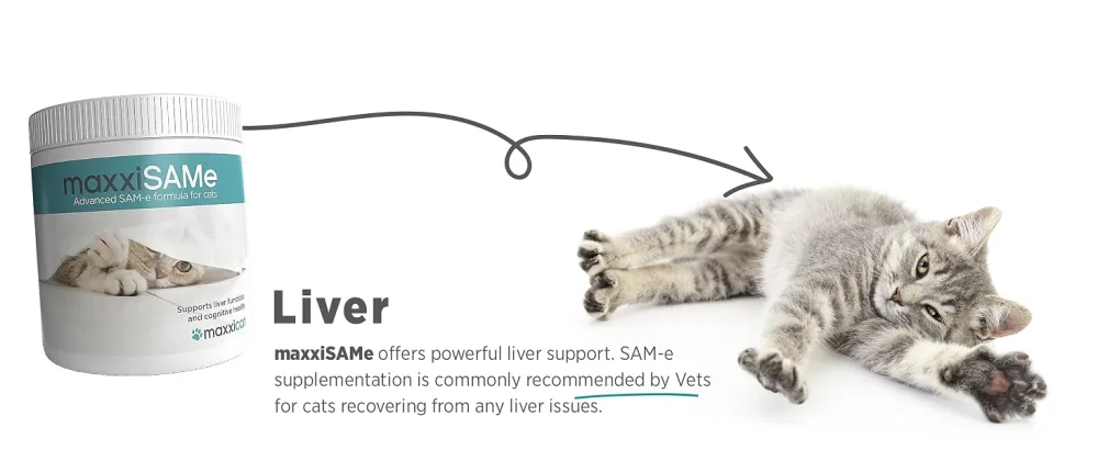 maxxipaws maxxiSAMe Advanced SAM-e Liver and Cognitive Supplement for Cats Given with Food Powder 90 g 90 count (Pack of 1) - MAXXIPAWS