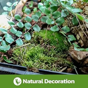 Swell Reptiles Carpet Live Natural Moss Single Pack. For Terrariums And Vivariums Moss Carpet - natural decoration
