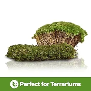 Swell Reptiles Carpet Live Natural Moss Single Pack. For Terrariums And Vivariums Moss Carpet - Perfect for terrariums